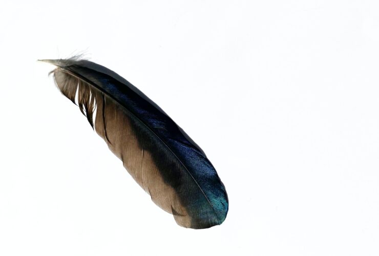 black and gray feather on white background