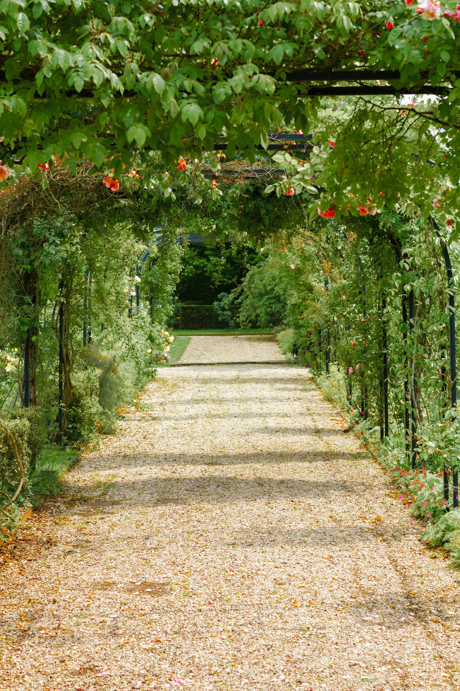concrete pathway in flower garden with no people
