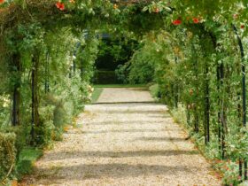 concrete pathway in flower garden with no people