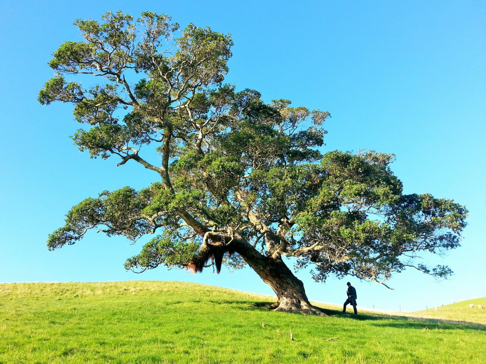 man under tree during daytime