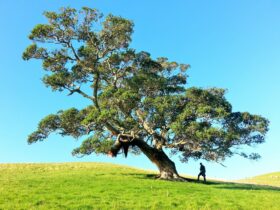 man under tree during daytime