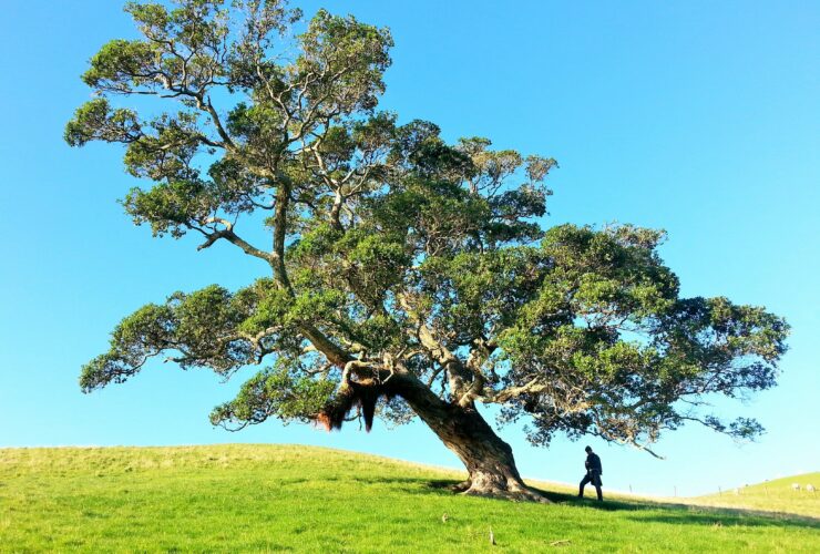 man under tree during daytime