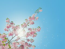 low angle of pink flowering tree