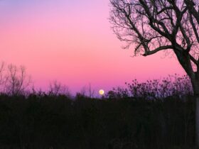 silhouette of trees during sunset
