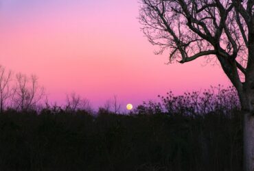 silhouette of trees during sunset