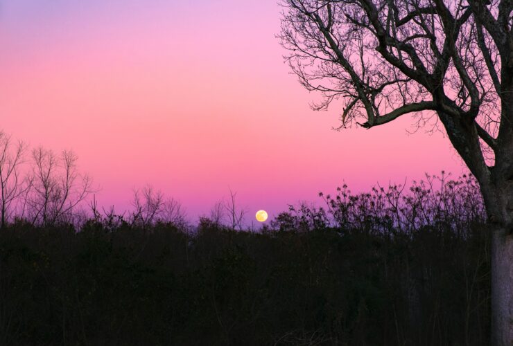 silhouette of trees during sunset