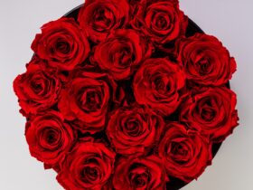 red roses