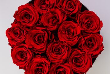 red roses