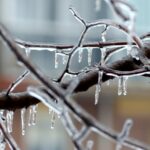 icicles on tree branch