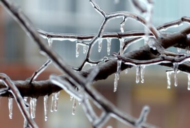icicles on tree branch