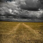 brown field during daytime