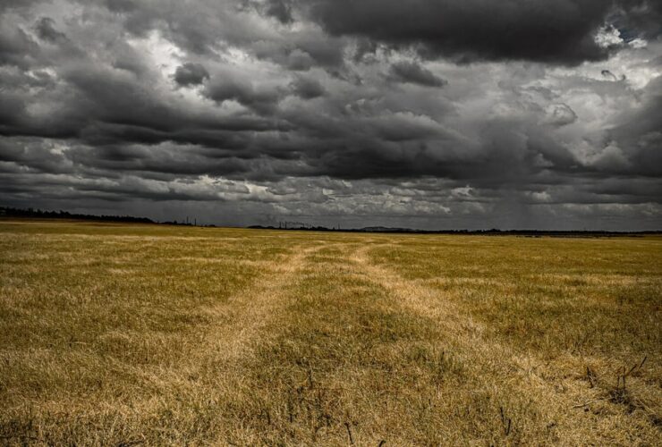 brown field during daytime