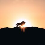 lion roaring on top of mountain during golden hour