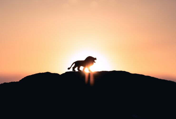 lion roaring on top of mountain during golden hour