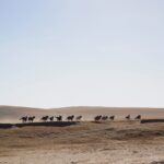 horses on desert