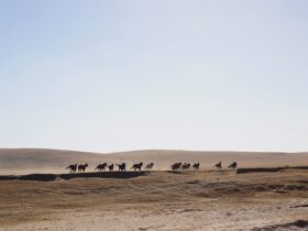 horses on desert