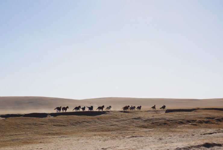 horses on desert