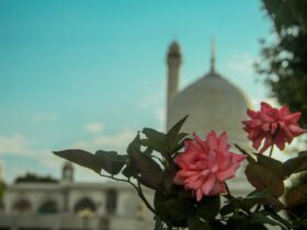 pink rose in front of brown concrete building during daytime