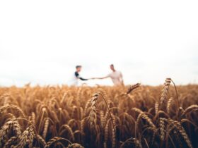 two persons standing on wheat field