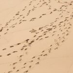 footprints on brown dessert