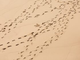 footprints on brown dessert