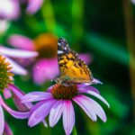 painted lady butterfly perched on pink flower in close up photography during daytime