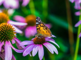 painted lady butterfly perched on pink flower in close up photography during daytime