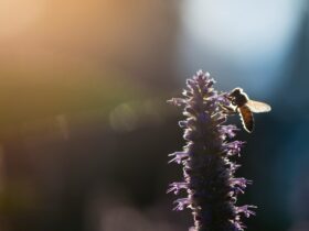 closeup photo of wing insect perching on flower