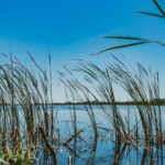 green grass on water under blue sky during daytime