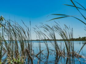 green grass on water under blue sky during daytime