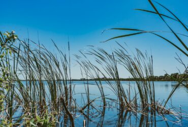 green grass on water under blue sky during daytime