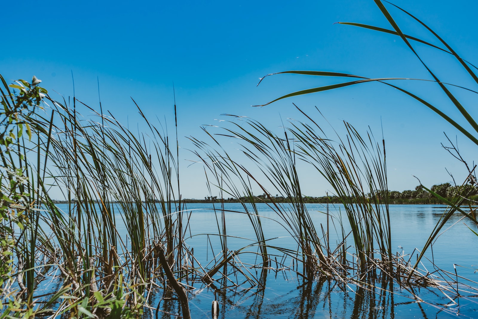 green grass on water under blue sky during daytime