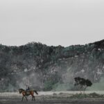 person riding on horse during daytime