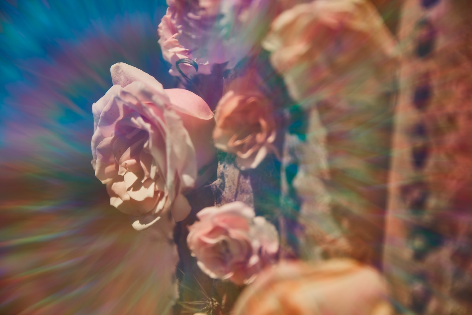 pink petaled flwoer