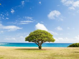 green leaf tree on shore