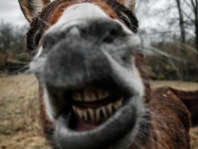 shallow focus photography of brown donkey