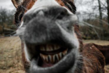 shallow focus photography of brown donkey