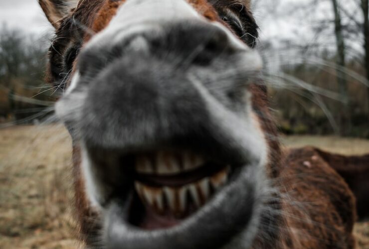 shallow focus photography of brown donkey