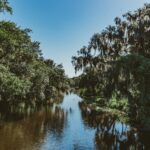 green trees beside river under blue sky during daytime