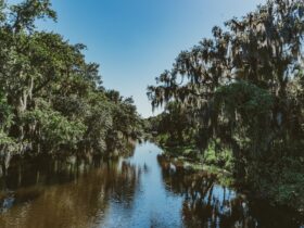 green trees beside river under blue sky during daytime