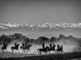grayscale photo of horses on grass field