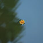 focus photo of yellow daisy flower on body of water