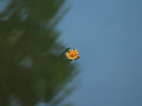 focus photo of yellow daisy flower on body of water