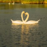 white swan on water during daytime