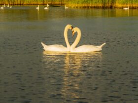 white swan on water during daytime