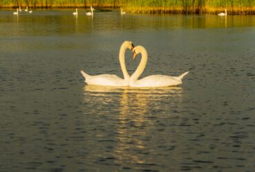 white swan on water during daytime