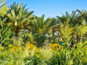 green palm tree under blue sky during daytime