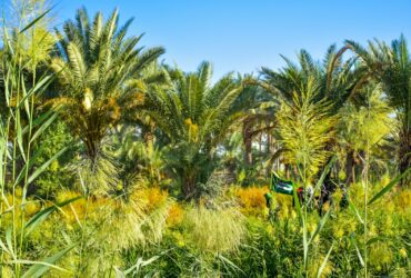 green palm tree under blue sky during daytime