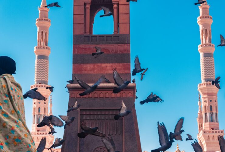 flock of pigeon photograph