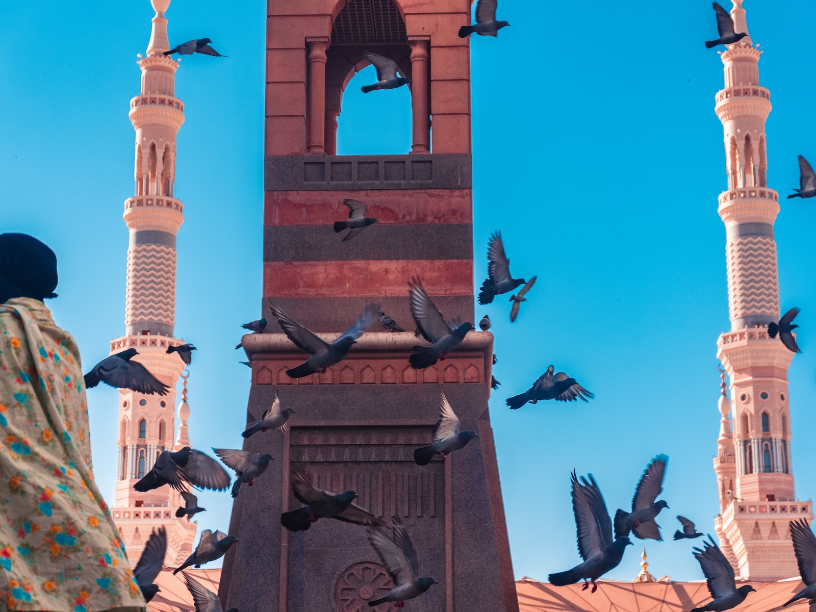 flock of pigeon photograph